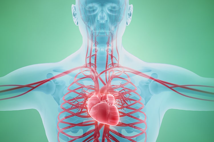 Acupuntura para circulación y vascular en Clínica Fuensalud