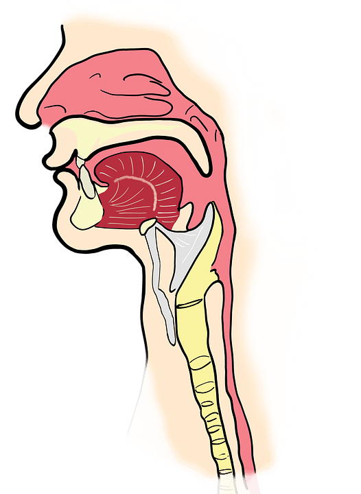 Humano vocales cuantas cuerdas ser tiene el