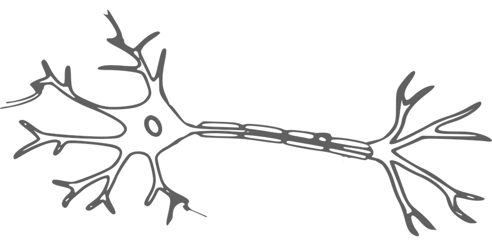 neurona ELA (Esclerosis Lateral Amiotrófica)