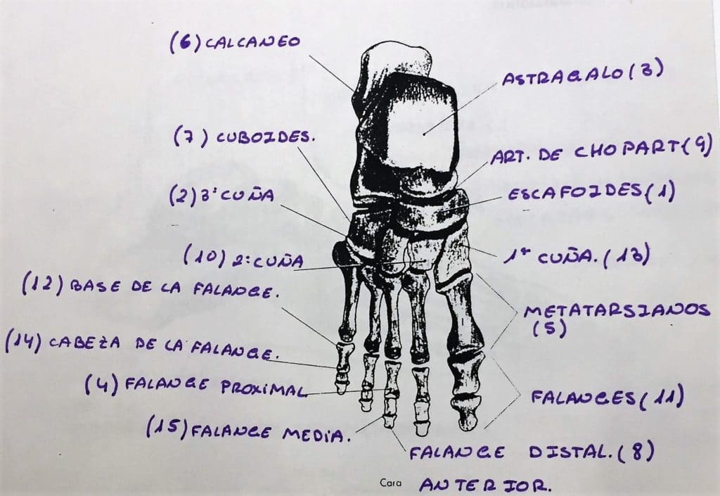 esguince de tobillo anatomía