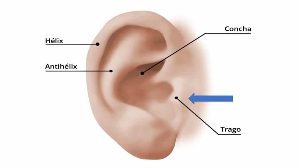 punto acupuntura oreja