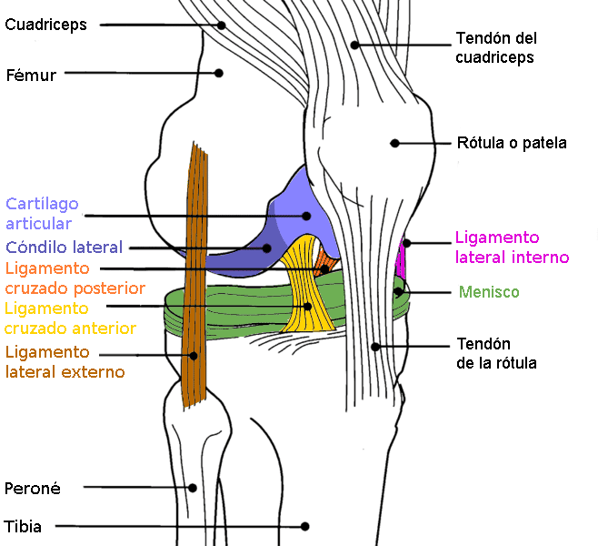 Anatomía de la rodilla ligamento cruzado anterior