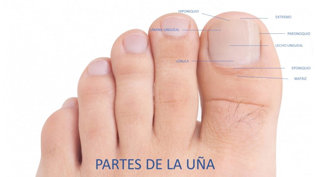 Partes de la uñas de los pies