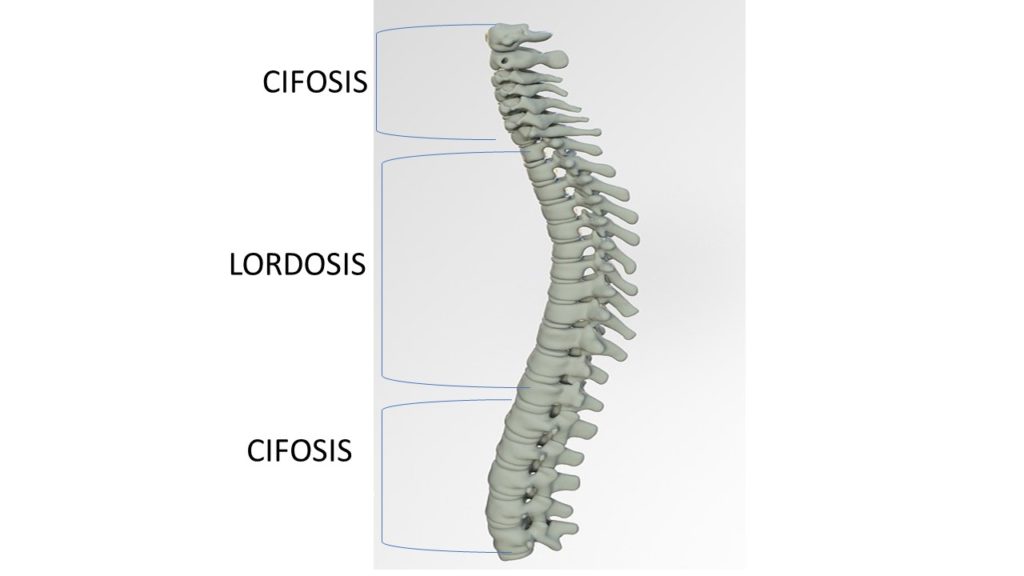 curvas columna