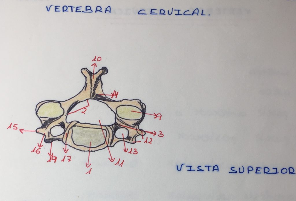 vértebra cervical