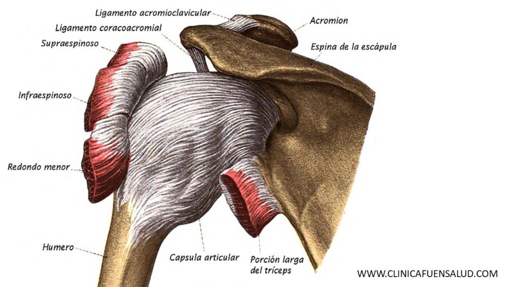 anatomía hombro