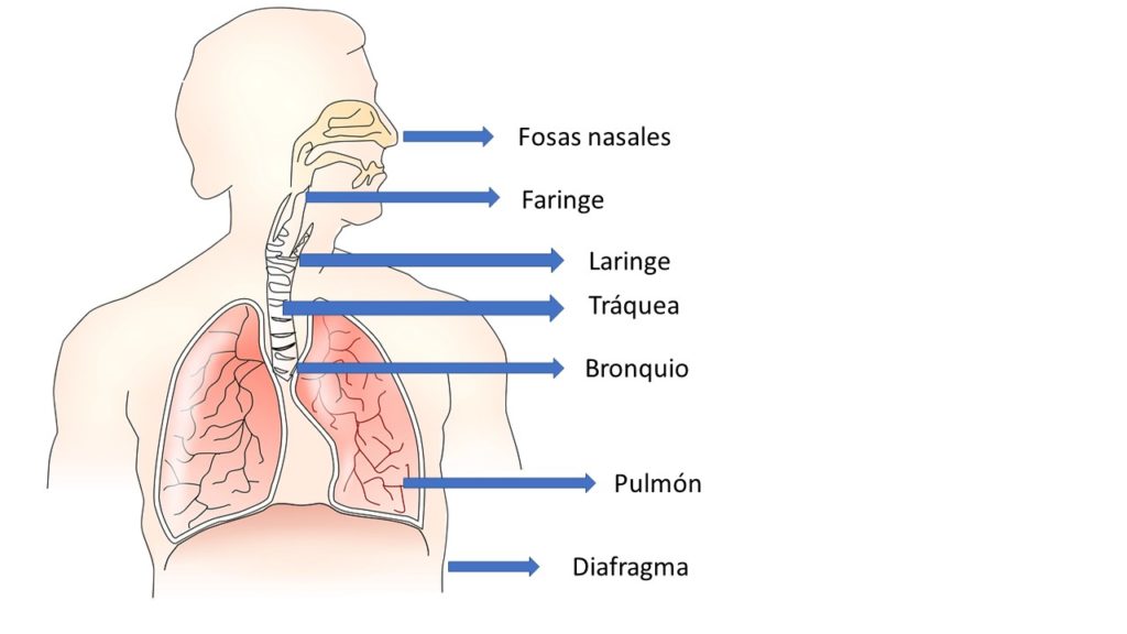 Anatomía sistema respiratorio