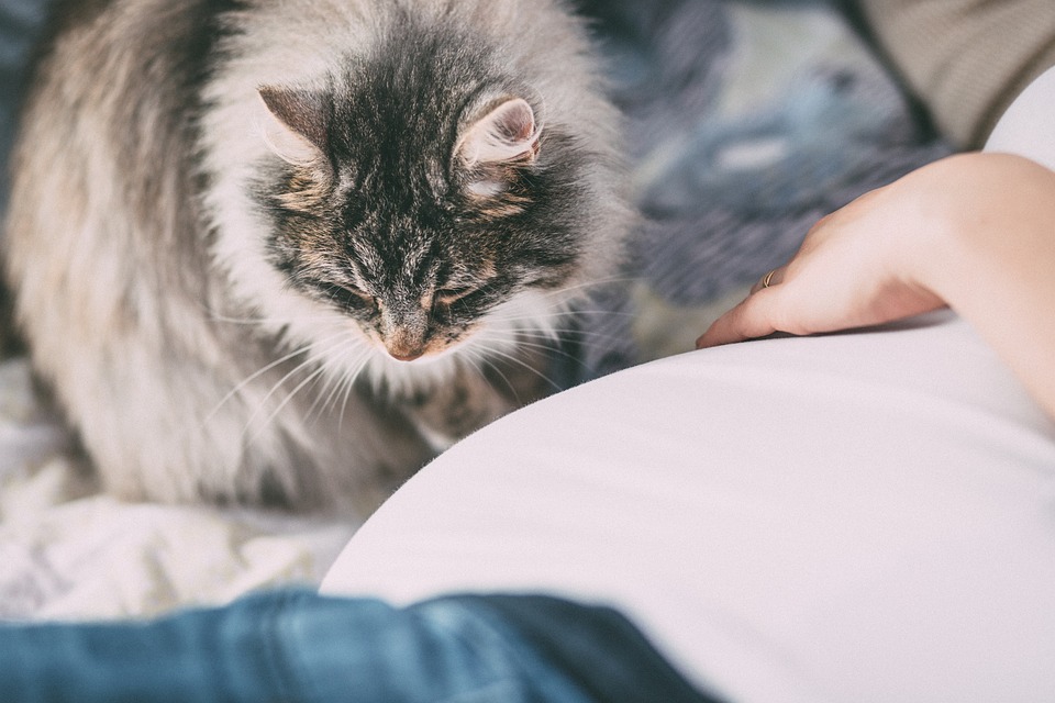 alergia al pelo de gato