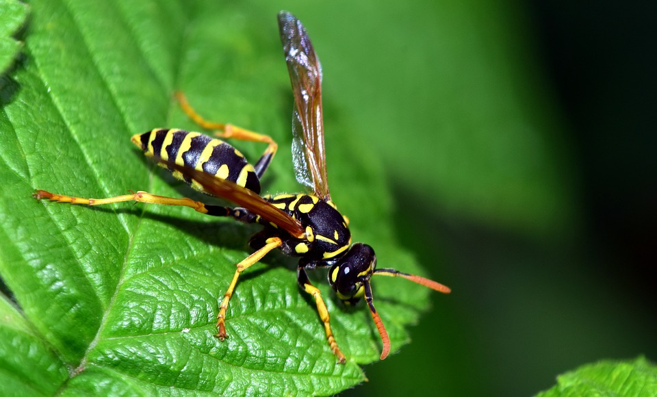 insecto y avispa