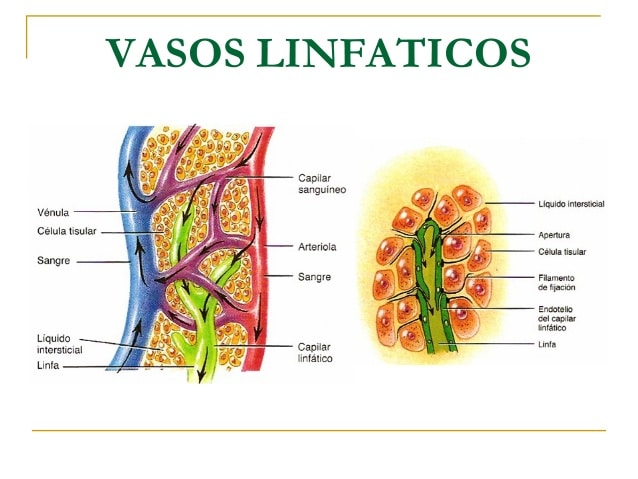 vasos linfáticos por Clínica Fuensalud