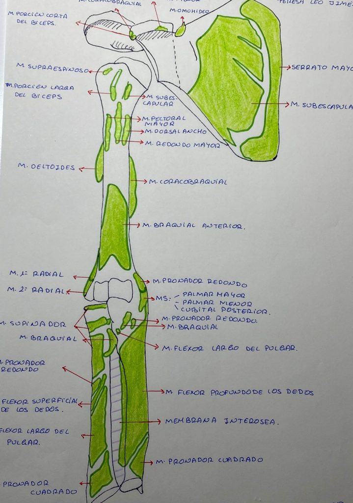 anatomía 1CAPSULITIS DE HOMBRO