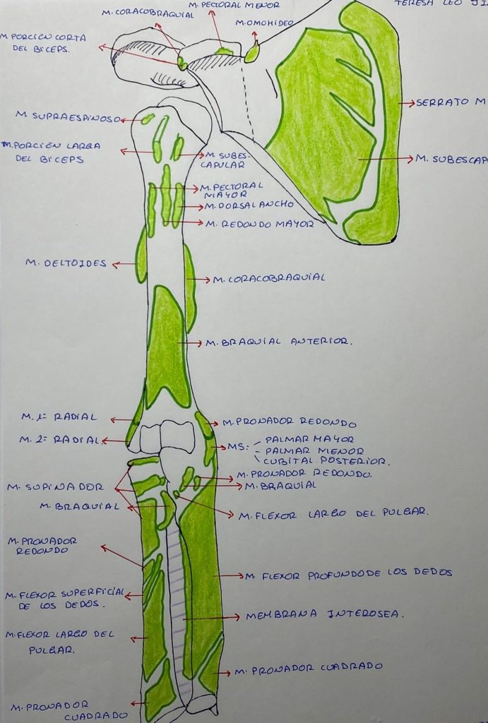 anatomía 2 CAPSULITIS DE HOMBRO