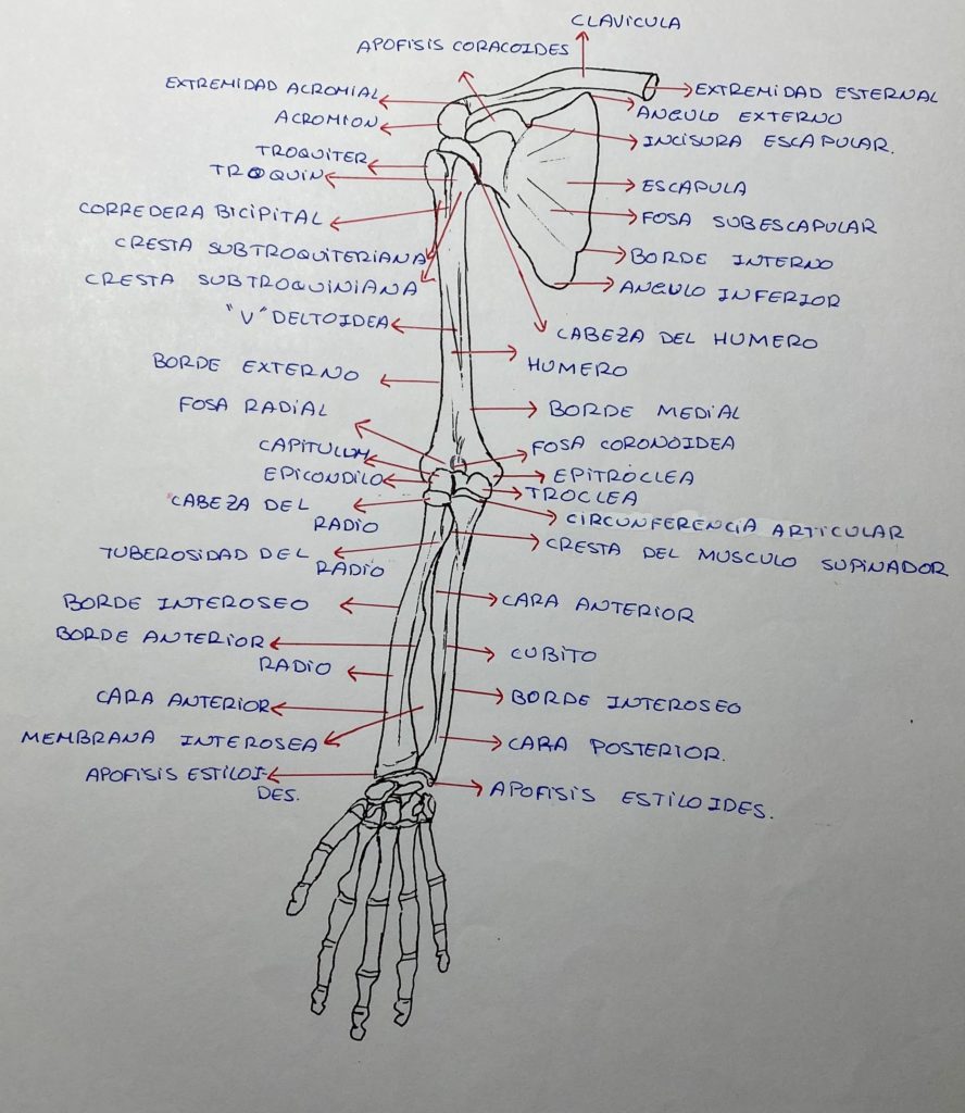 anatomía 3 CAPSULITIS DE HOMBRO