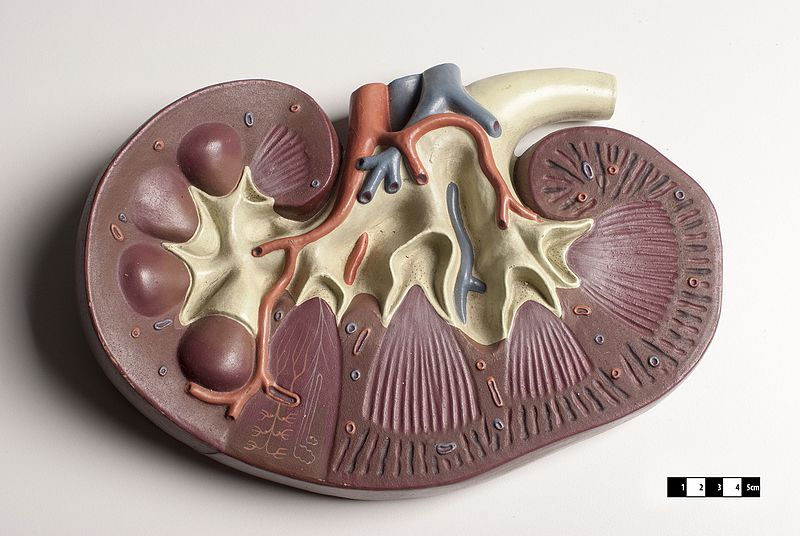 Riñón por Clínica Fuensalud