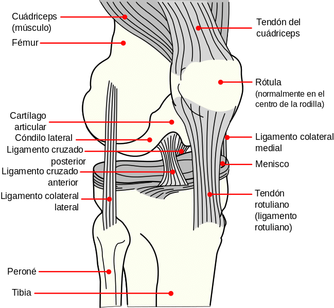 Anatomía de la rodilla por Clínica Fuensalud