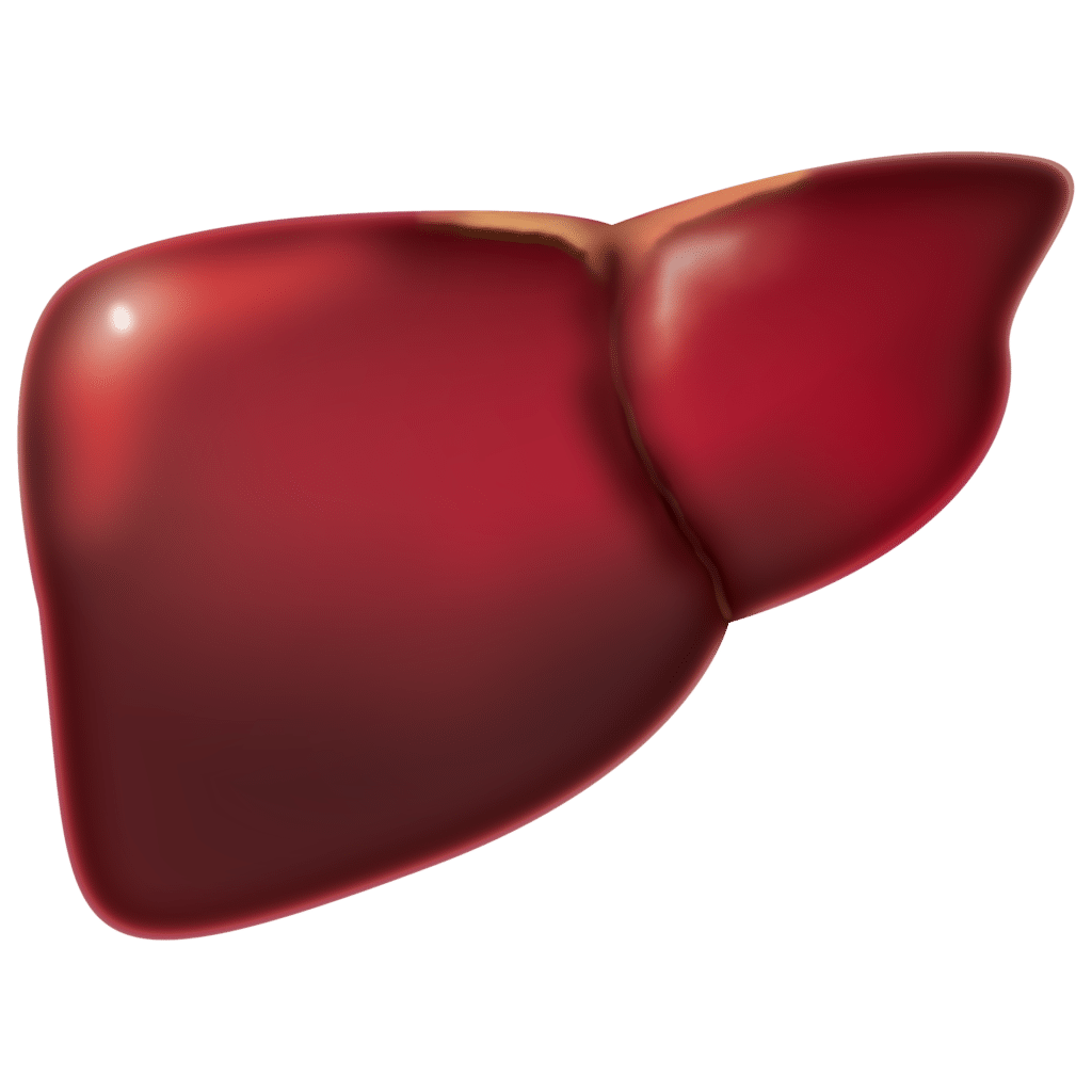 Hígado por Clínica Fuensalud