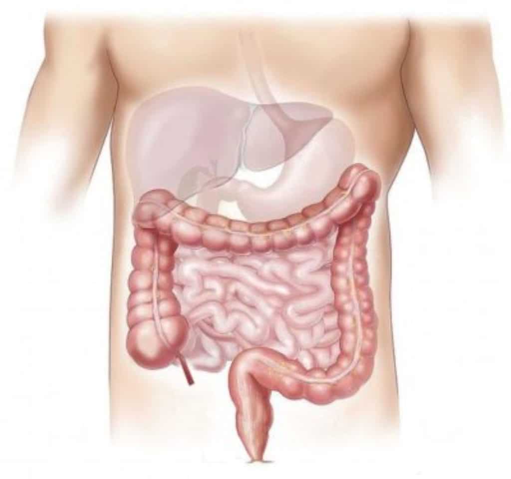 Sistema Digestivo Problemas digestivos por Clínica Fuensalud