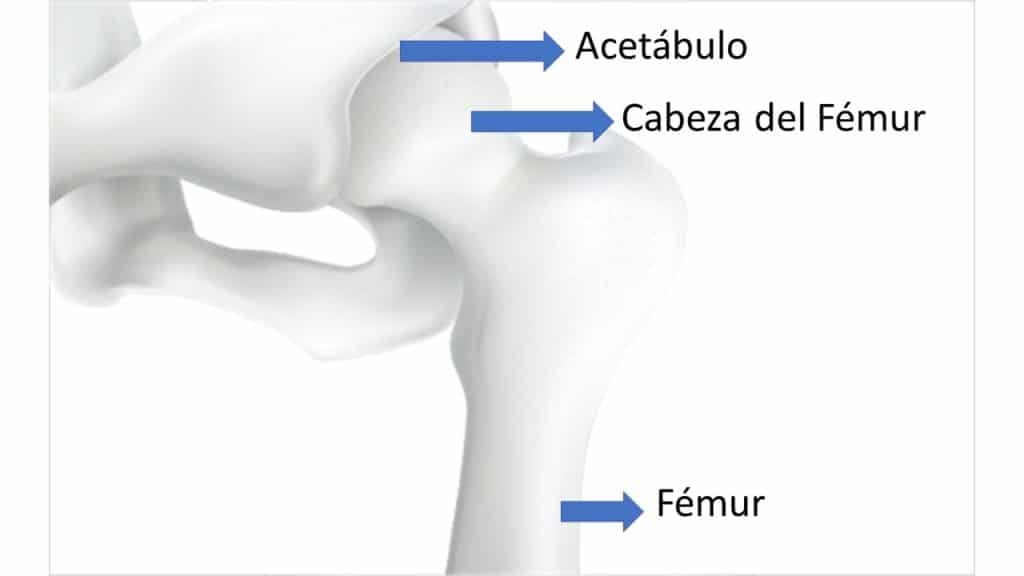 Anatomía de la cadera por Clínica Fuensalud