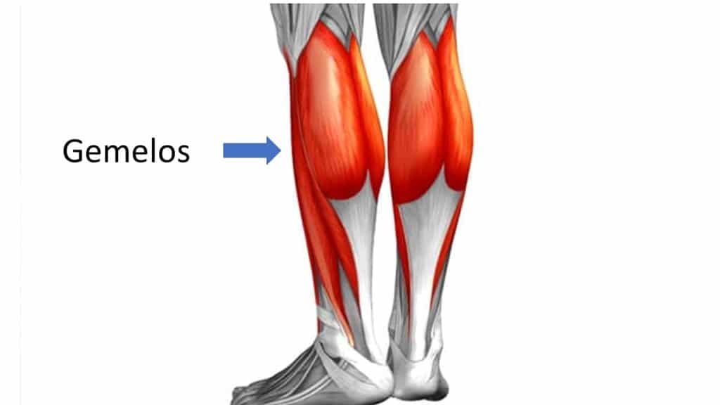 Anatomía de la pierna por Clínica Fuensalud