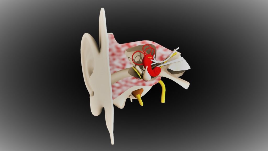 Anatomía del oído de Clínica Fuensalud