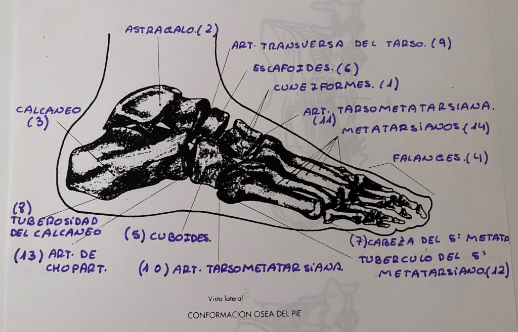 Anatomía ósea del pie por Clínica Fuensalud