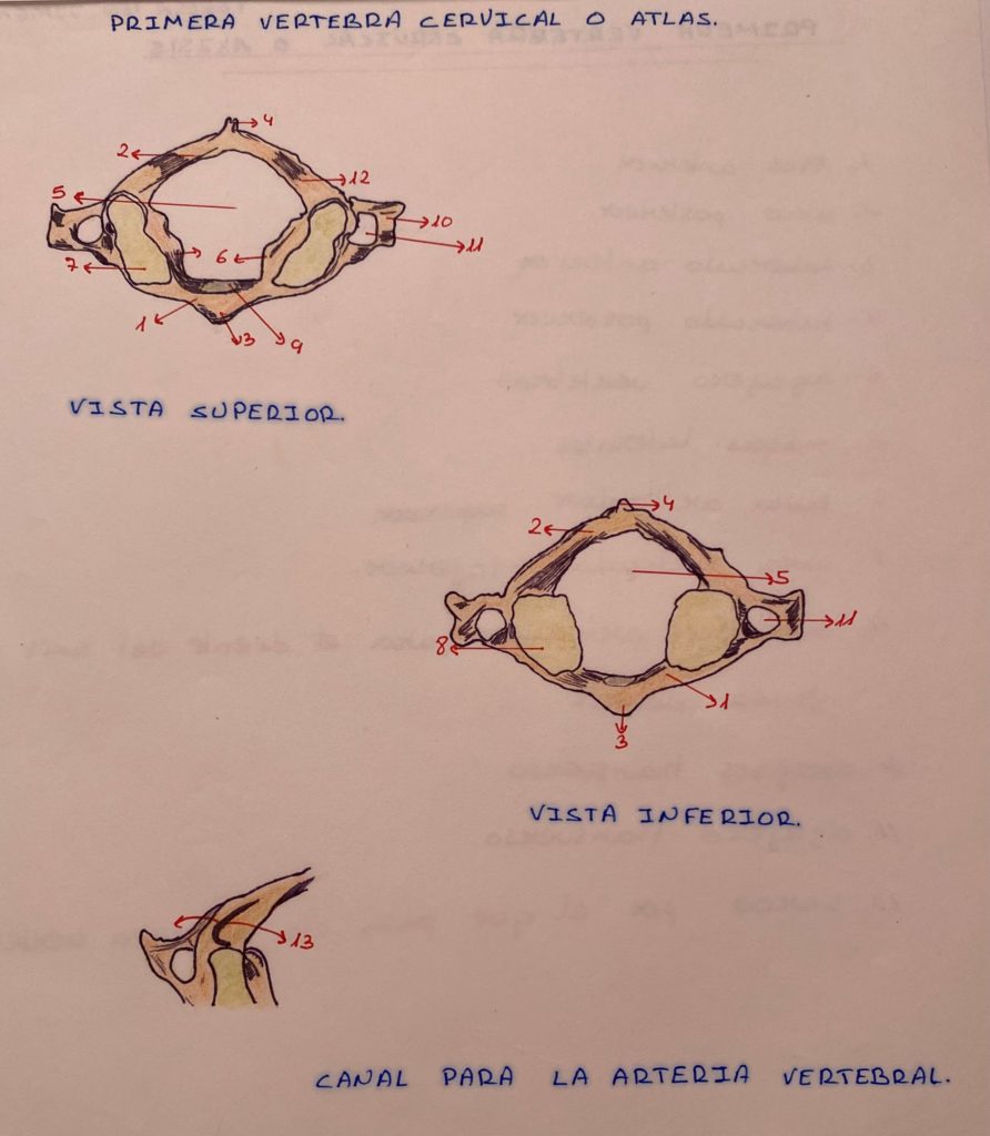 Primera vértebra cervical o Atlas artrosis cervical con Clínica Fuensalud