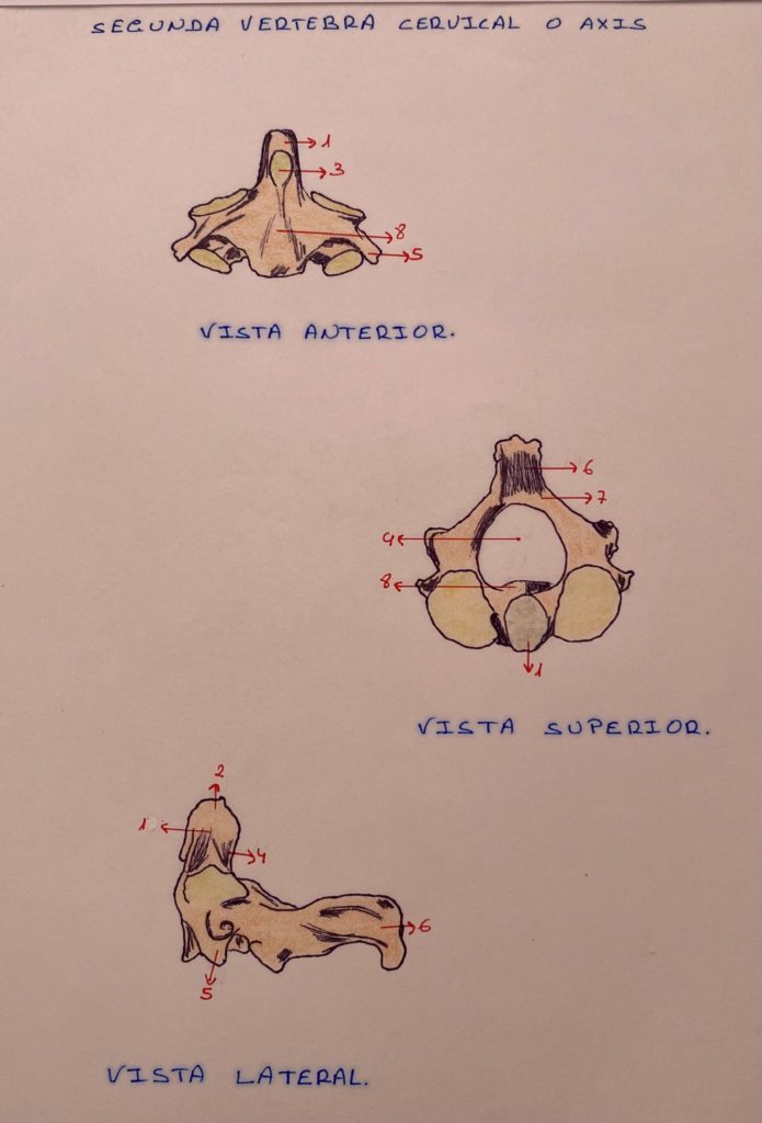 Segunda vértrebra cervical o Axis artrosis cervical por Clínica Fuensalud