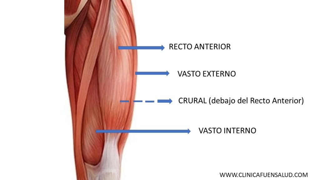 Anatomía del Cuádriceps por Clínica Fuensalud