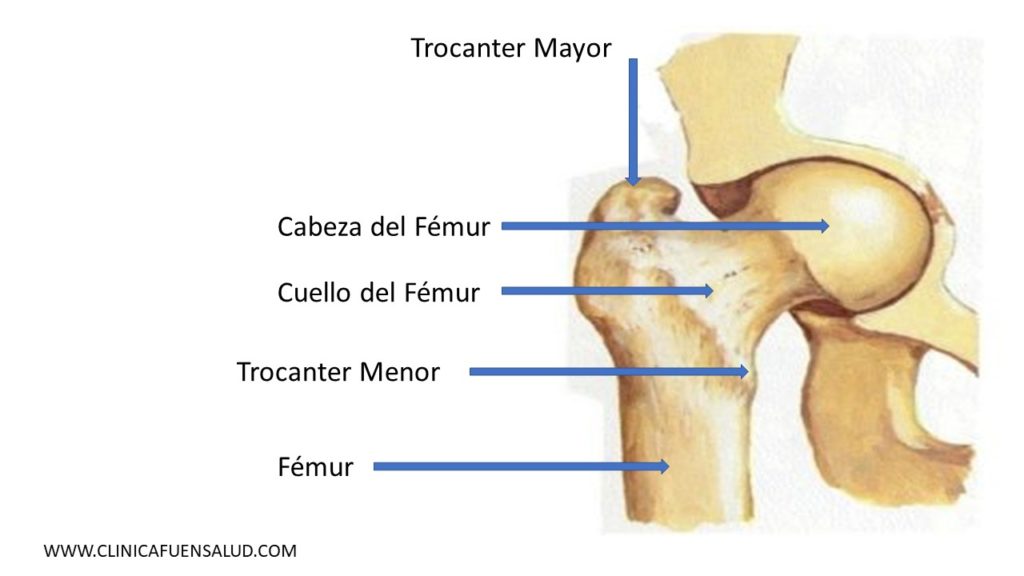 Anatomía de Cadera por Clínica Fuensalud