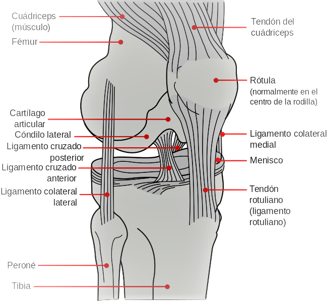 Anatomía de la rodilla por Clínica Fuensalud