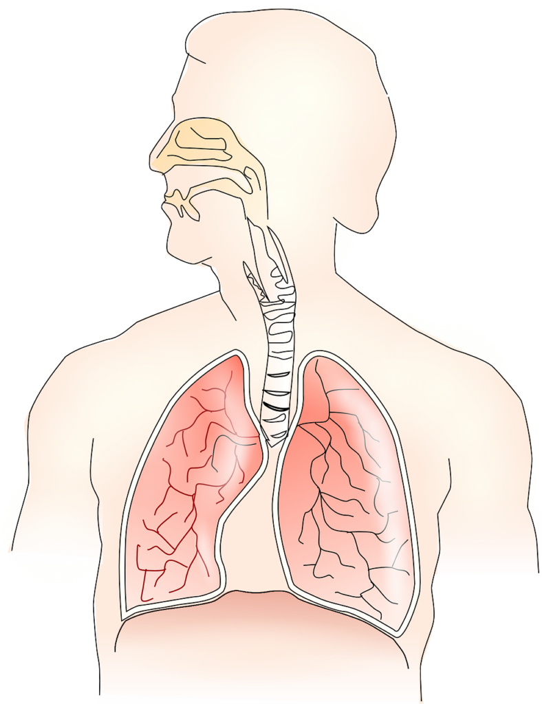 Aparato respiratorio de Clínica Fuensalud