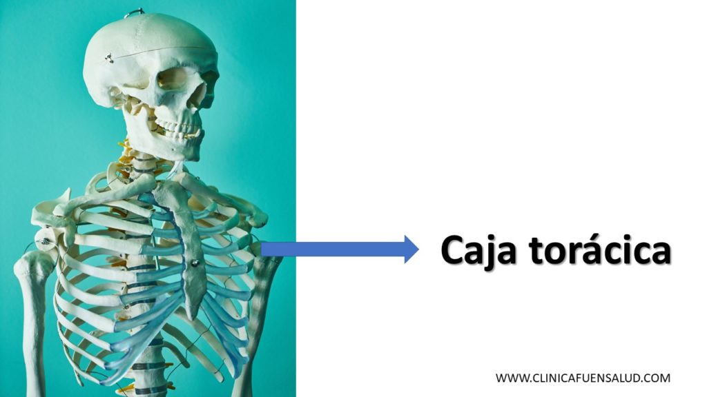 Caja torácica por Clínica Fuensalud