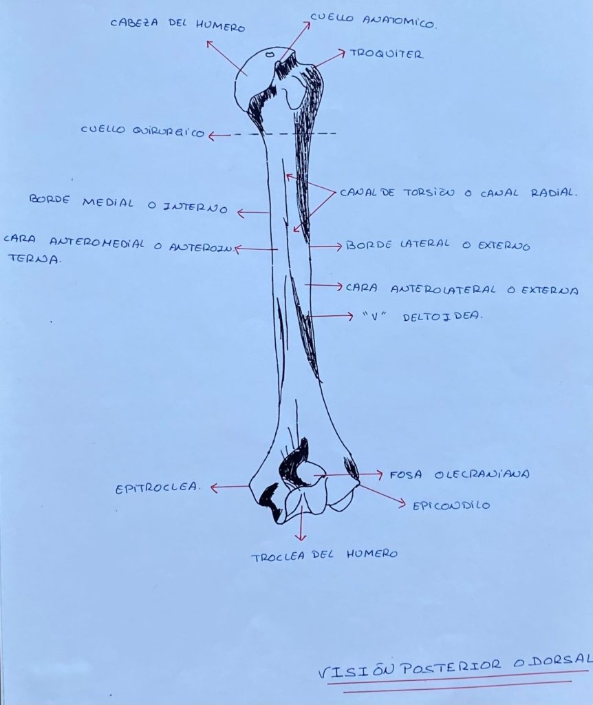 Hueso húmero 2 por Clínica Fuensalud