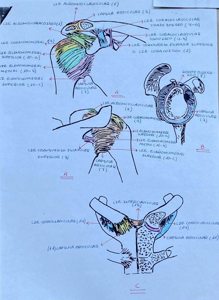 Ligamentos de hombro de Clínica Fuensalud