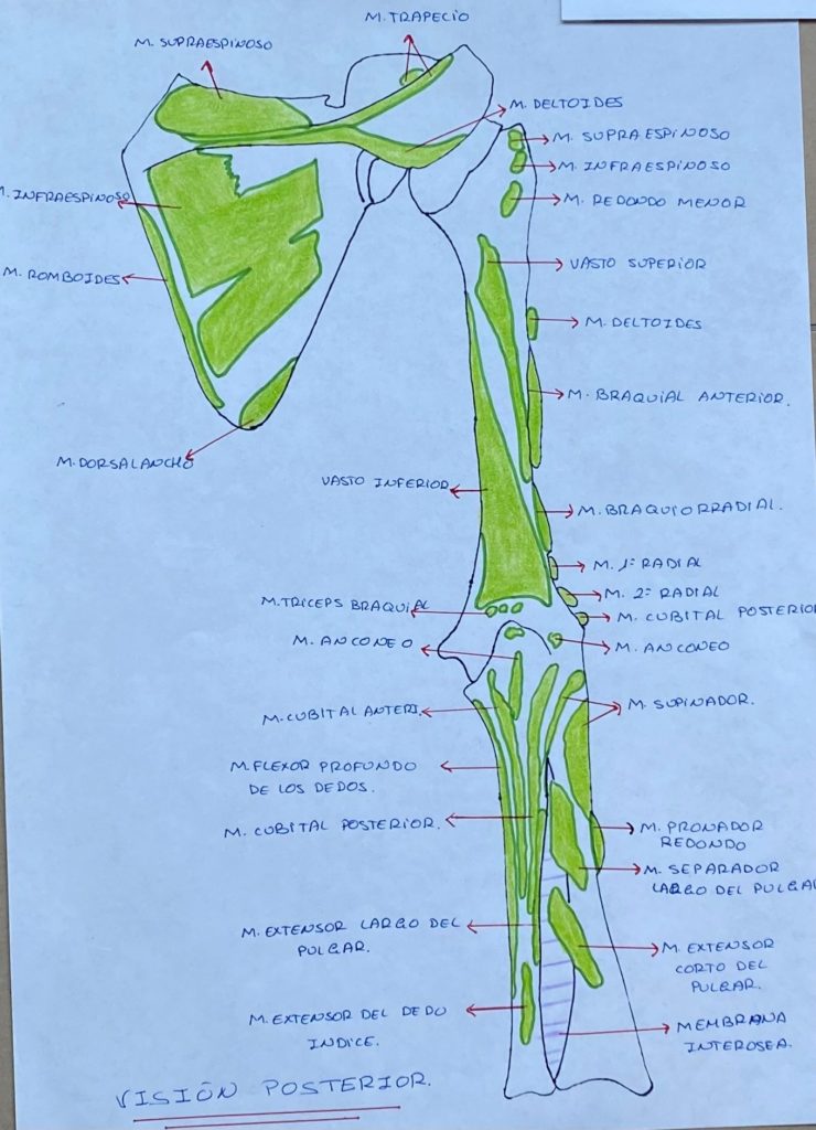 Músculos de hombro por Clínica Fuensalud