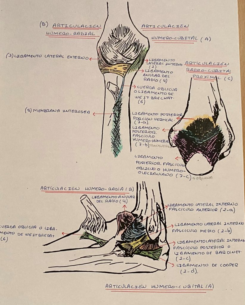 Anatomía de codo por Clínica Fuensalud