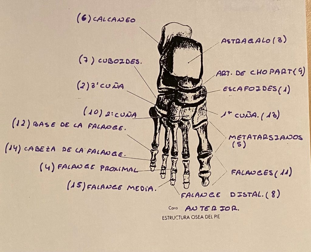 Anatomía del Pie escafoides de Clínica Fuensalud