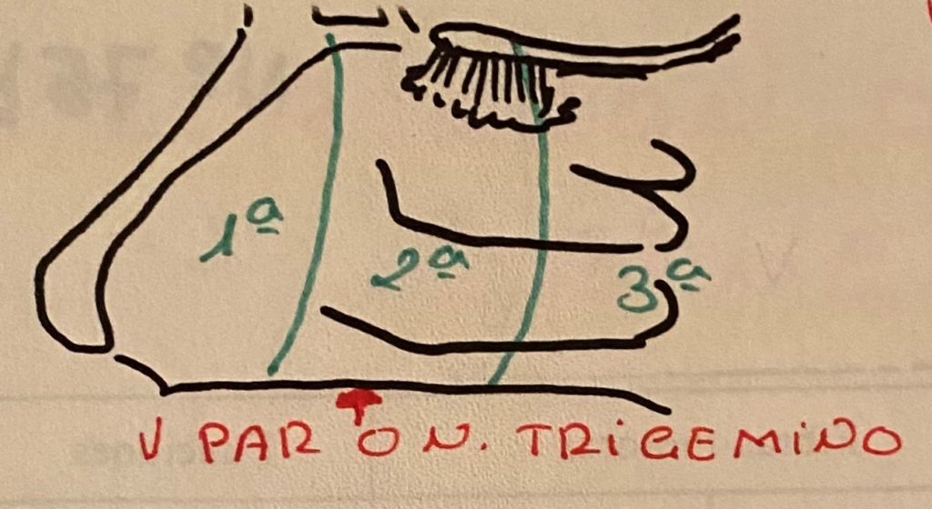 Anatomía del Nervio Trigémino de Clínica Fuensalud