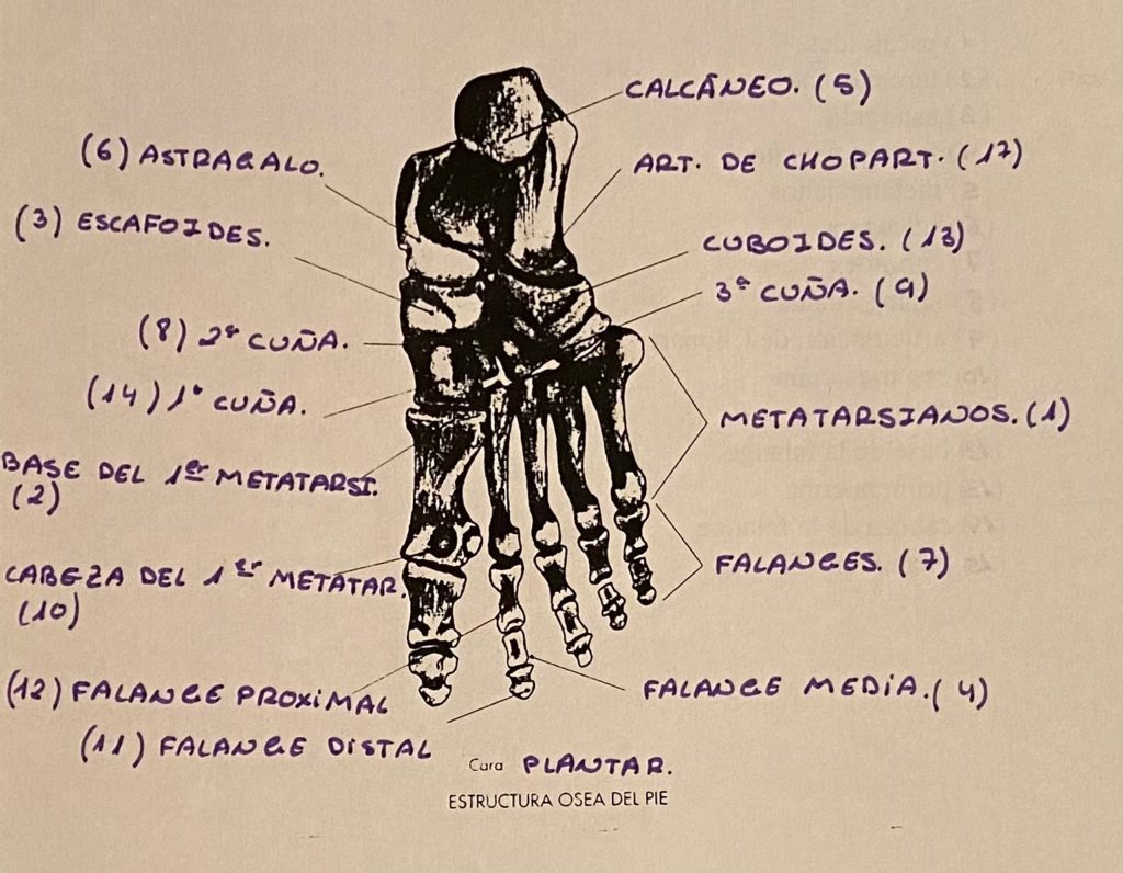 Anatomía del pie 1 por Clínica Fuensalud