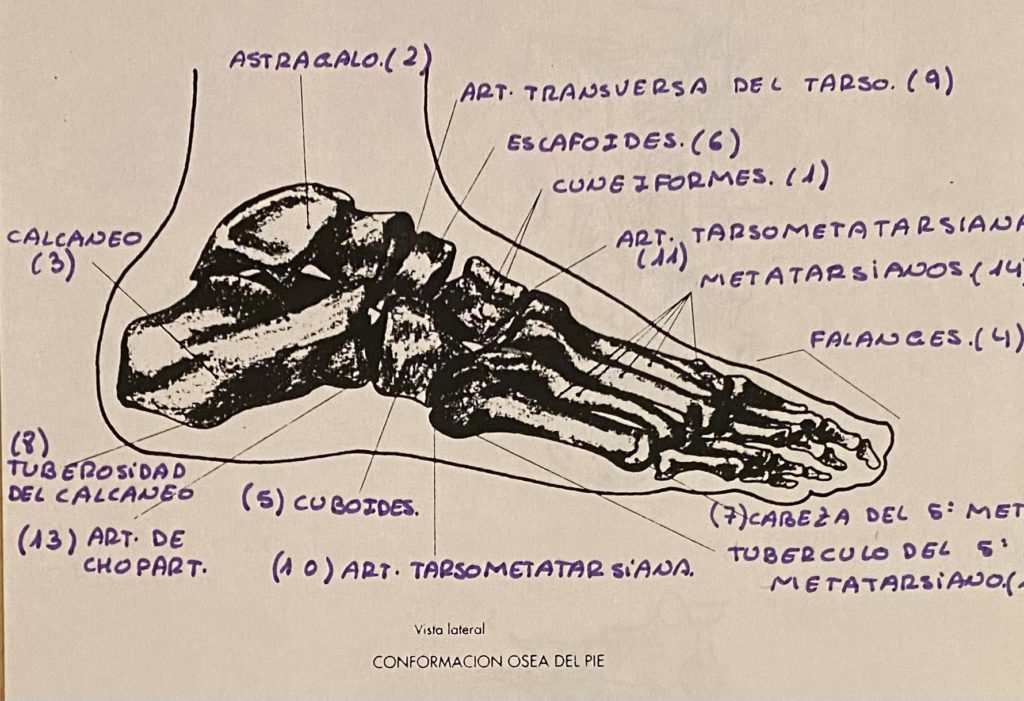 Anatomía del pie 2 por Clínica Fuensalud