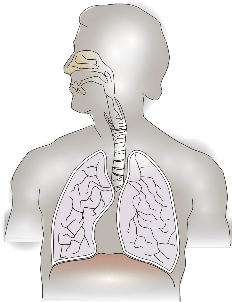 Sistema respiratorio por Clínica Fuensalud