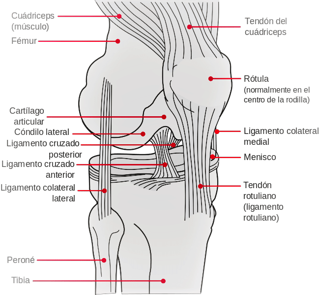 Anatomía de rodilla por Clínica Fuensalud