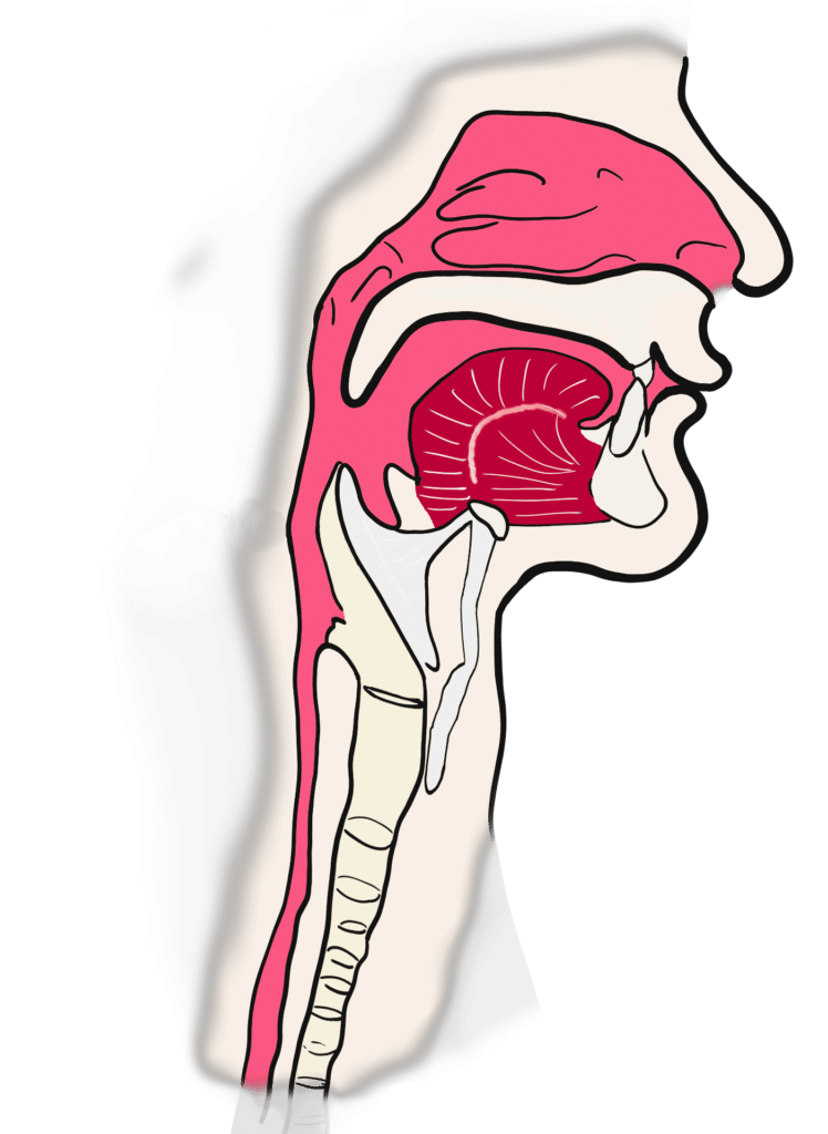 Anatomía Alteraciones orofaciales por Clínica Fuensalud