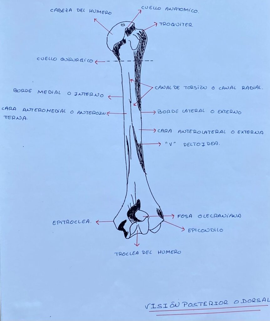 Hueso humero 2 por Clínica Fuensalud