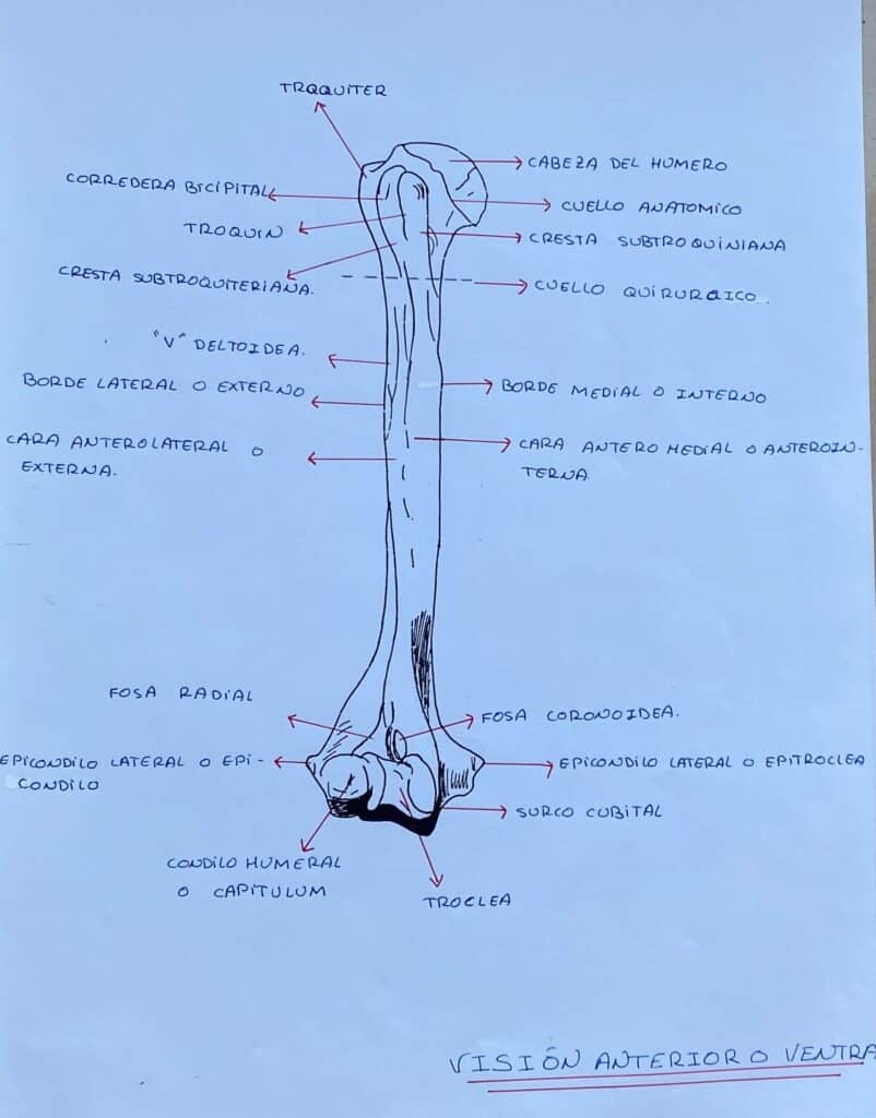 Hueso humero por Clínica Fuensalud