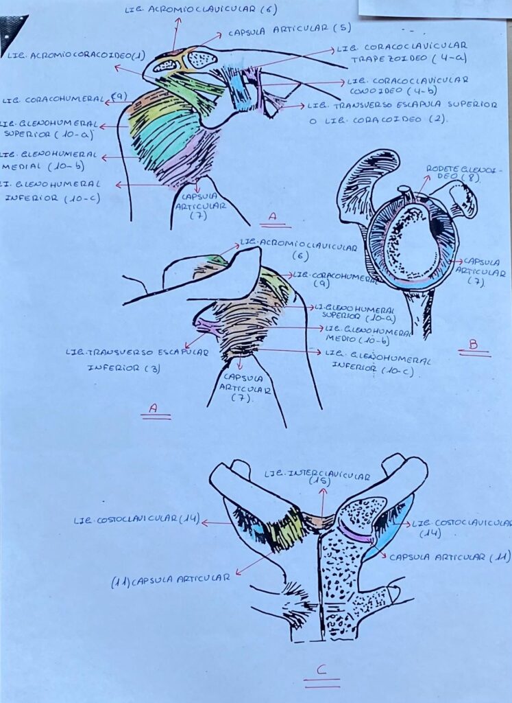 Ligamentos de hombro por Clínica Fuensalud