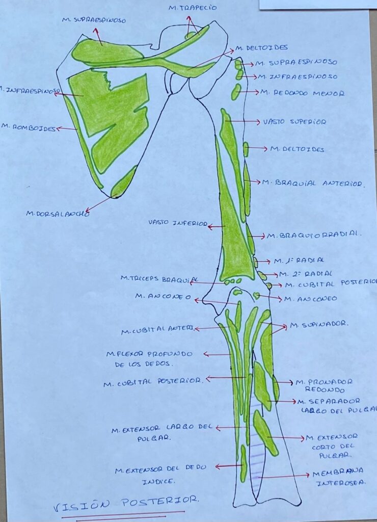 Fisioterapia para prótesis de hombro por Clínica Fuensalud